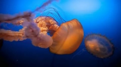 Кой и как се наричат децата в морето?