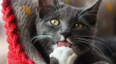 Научете език за котка