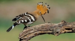 Hoopoe