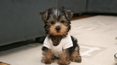 Грижа за йорк