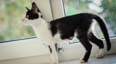 Грижа за изчерпана котка