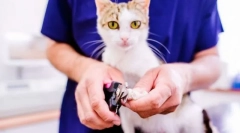 Котешки нокти