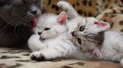 Кърмене котка и котенца