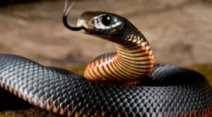 Ухапване от отровна змия и подпомагане на жертвата