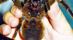 Ухапване паяк