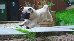 Ups, pug: най-забавната снимка и видео