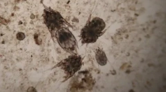 Cath's ухо отметка: преглед на най-популярните капчици