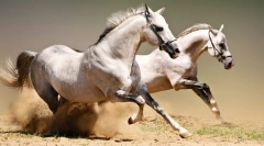 Разделяне на жребец