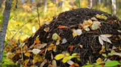 Устройство и селско стопанство