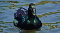 Патица кайга