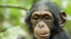 Ще се познават ли животните в огледалото?