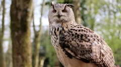 Каква е разликата между совите от фила