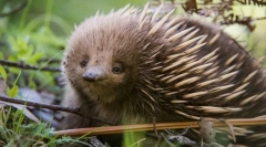 Каква е мистерията на ехната?