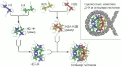 В геномите бозайници намериха стотици преди това неизвестни гени
