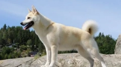 В коя страна кучето е президент и е вярно