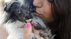 Конкурсът сред най-грозните кучета се проведе в калифорния (12 снимки)