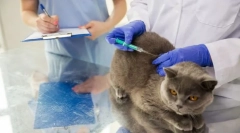 Ваксинация на котка