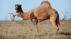Камил-дромедар