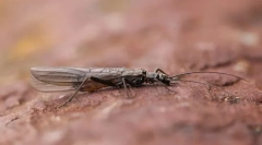 Vesreanka