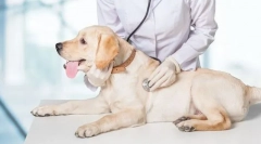 Ветеринарна инспекция