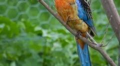 Видове домашни папагали със среден размер