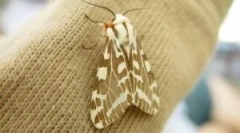 Изгледи и характеристики на молците