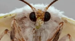 Видове и етапи на развитието на молци