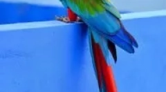 Видове големи папагали