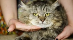 Котка вирусна левкемия
