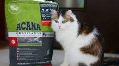 Витамини и минерали за котка