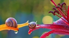 Магически миниатюрен свят на охлюви вячеслав мишченко (12 снимки)