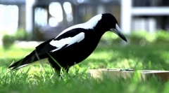 Кроу-свирка