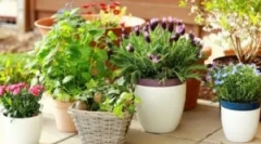 Вредители на вътрешни цветове