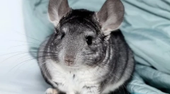 Всичко за бременност chinchillas, как са раждането