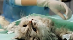 Най-важната за стерилизацията на котките