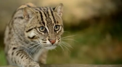 Всички тайни на willer cat-рибар