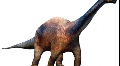 Wollicodon