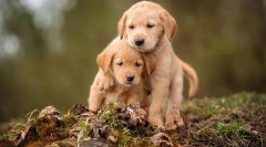 Избор на кученце