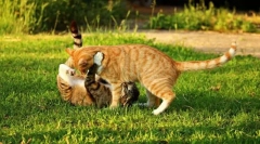 Отпътуване до природата с котка