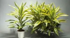 Болести и вредители по драйдера