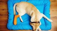 Костни, ставни и мускулни заболявания