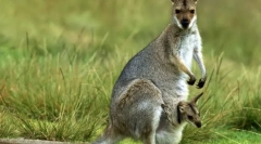 Защо kangaroo bag?