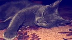 Защо котката е мустаци