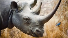 Защо rhinocero rogue?