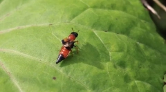 Защо zhukam-stafilines дълъг светъл корем?