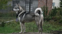 Западен сибир лъки