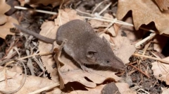 Проницателност