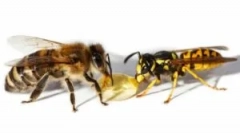 Столческа ос osa и пчела: разлики в хапка