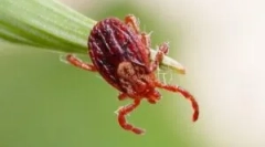 Жизнен цикъл и развитие на ixodic tings