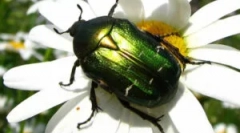 Beetle bronze golden